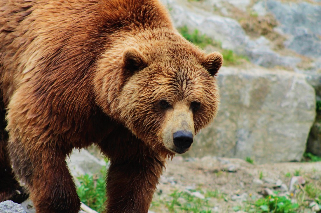 Instituto da Conservação da Natureza e das Florestas confirma presença de urso-pardo no distrito de Bragança.