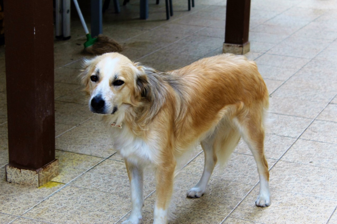 Em casa de Margarida Ferreira, foi possível constatar o quão bem tratados estão os animais